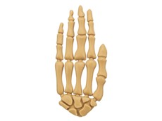 Kuřecí kostra ruky 15 cm / 70 g
